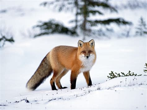 Red Fox - Red Foxes Wallpaper (13289735) - Fanpop