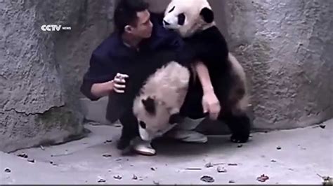Cute Pandas Fighting With Man Youtube