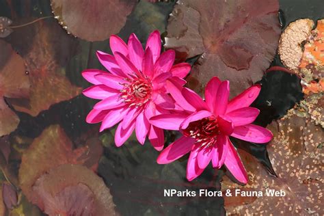 Nparks Nymphaea Red Flare