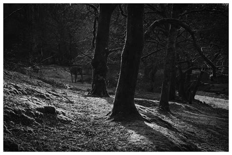 Trees In Late Afternoon Light Cwmnewidion Lens Asahi Sup Flickr