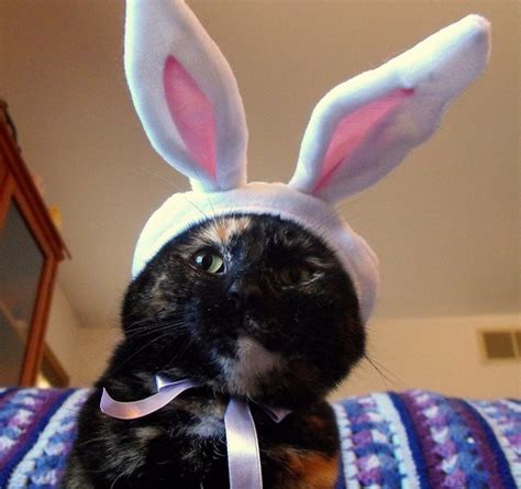 Photos We Love 10 Cats Wearing Bunny Ears Catster