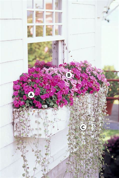 16 Pretty And Simple Combinations Of Window Box Flowers For Shade