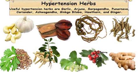 Natural High Blood Pressure Herbs Natural Hypertension Herbal