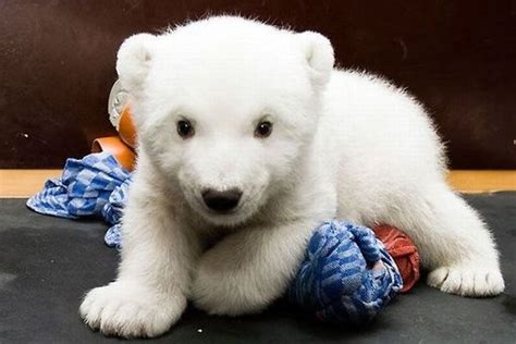 17 Best Images About Polar Bear On Pinterest Baby Bears Mothers And