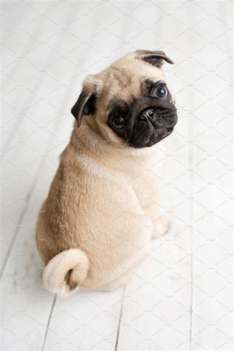 An adorable pug puppy | High-Quality Stock Photos ~ Creative Market