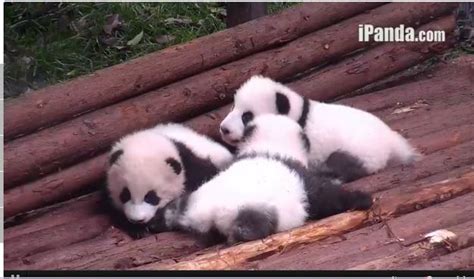 9 Moments When The Pandas On Chengdu S Panda Cam Were Too Cute To Handle Panda Cam Panda