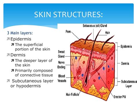 Ppt Basic Skin Structure Powerpoint Presentation Id6099891
