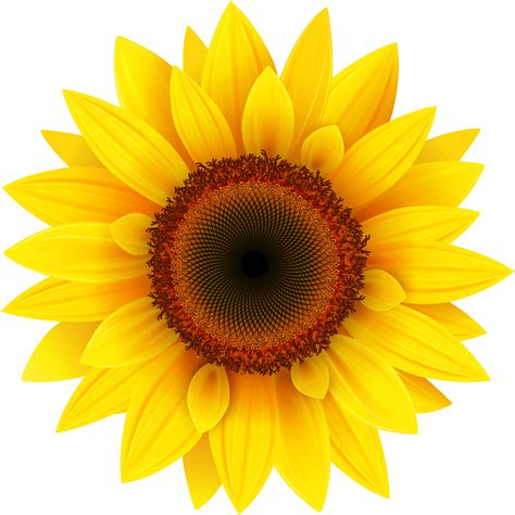 Download Sunflower Png Image Sunflower Png Hd Transparent Png