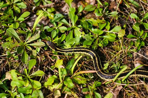 How To Keep Garden Garter Snakes Out Of Your Yard And Garden A Z Animals