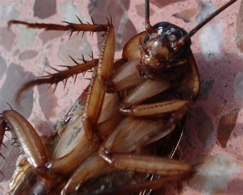 How To Get Cockroaches Out Of Appliances Pest Phobia