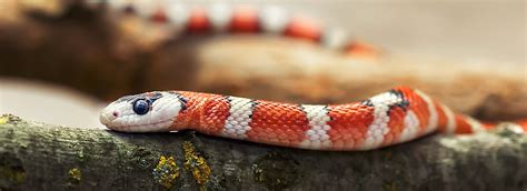 The Most Popular Types Of Pet Snakes Petsmart Canada
