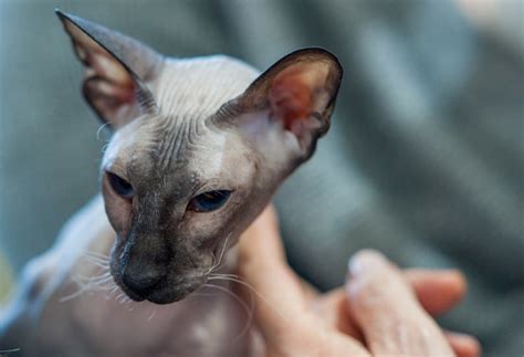 Peterbald Cat Breed Info Pictures Temperament And Traits Catster