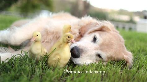 Dog Adopts Baby Ducklings Youtube