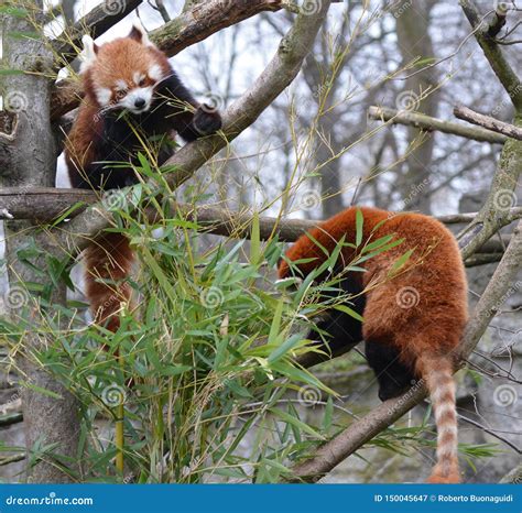Two Red Pandas Walkson The Branches Of A Tree Stock Image Image Of