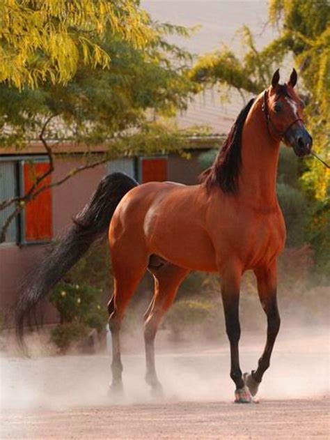 Pin By Aysel Budak On خيول رائعه Wonderful Horses Horses Horse