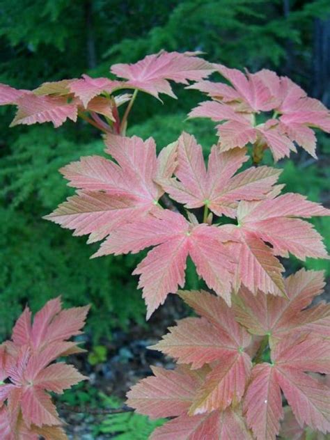 Acer Pseudoplatanus Puget Pink Mendocino Maples Nursery