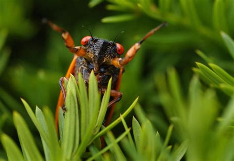 Cicadas feed on a huge range of plants, including eucalypts and grasses. Cicadas Taste Great With Grits And Other Things You ...