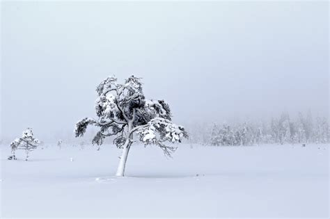 Wallpaper Trees Landscape Nature Snow Branch Cold Frost