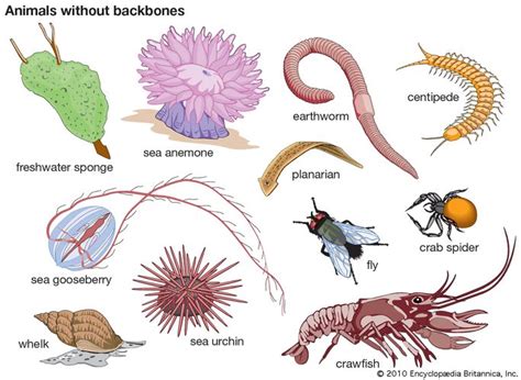 Vertebrados E Invertebrados Science Quizizz | Porn Sex Picture