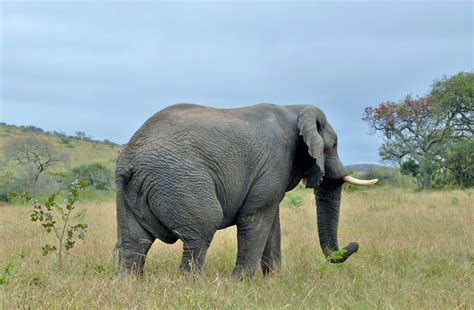 Wrinkles South Africa Elephant At Hluhluwe Umfolozi Park Flickr