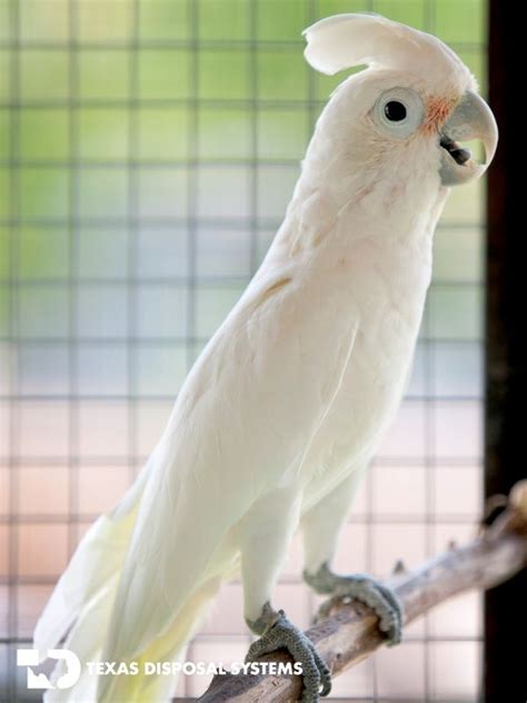 It is the smallest of the cockatoos, which can be a big advantage for people who may not have adequate space for one of the larger cockatoos. Pin on Goffin Cockatoo