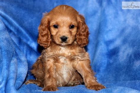 Cavapoo is a hybrid breed from the cross between the cavalier spaniel and the poodle. Cavapoo puppy for sale near Lancaster, Pennsylvania ...