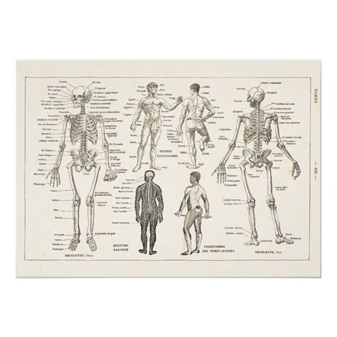 French Skeleton Anatomy Vintage Chart 1800s Skeleton