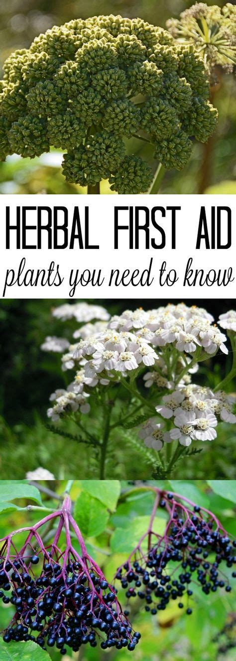 The First 5 Plants You Should Learn For Herbal First Aid Plants