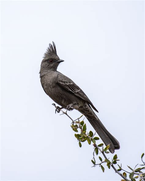 Classic Desert Birds Foothills Clusters Wildlife