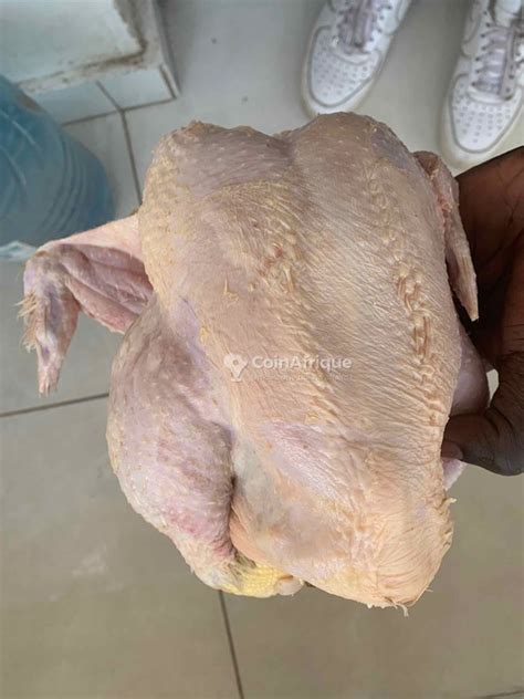 Alimentation Poulet de chair au Sénégal CoinAfrique Sénégal