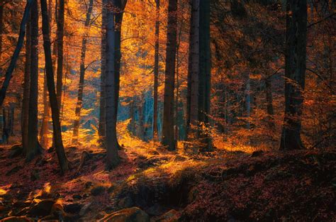 Autumn Forest Dark Wallpapers Wallpaper Cave