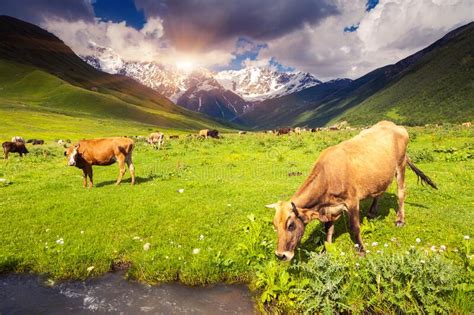 Cows Grazing Stock Image Image Of Caucasus Agriculture 175035679