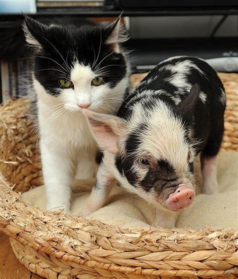 It is based on the german play sturm im wasserglas by bruno frank. 10 Tips For Owning a Teacup Pig | Teacup pigs, Cute pigs ...