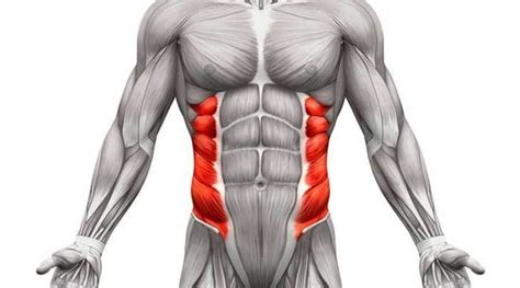 Abdominal Oblique Muscles Functional Anatomy Guide Bodybuilding Wizard