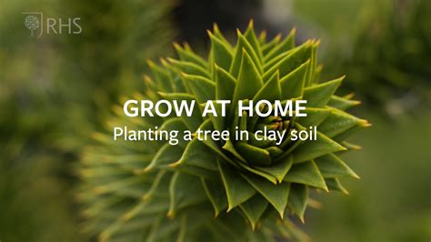 How To Plant A Tree In Clay Soil Grow At Home Rhs Youtube
