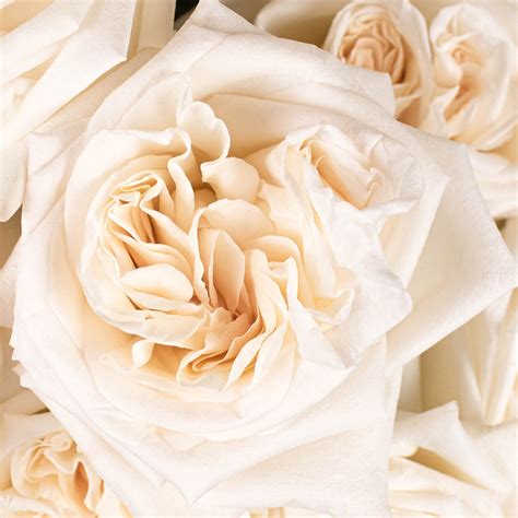 Fiftyflowers Shop Wholesale Flowers For Diy Weddings And Events
