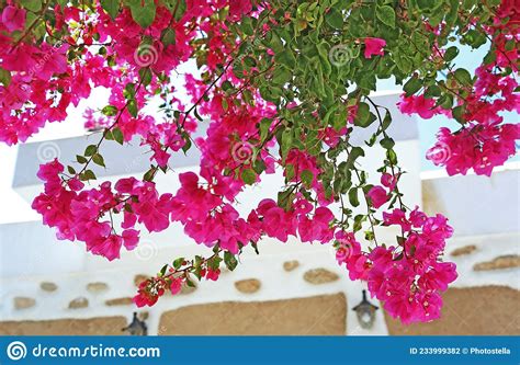 Blooming Pink Bougainvillea Flowers At Koufonisia Cyclades Greece Stock