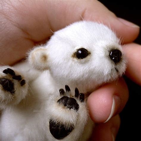 Pictures Of Baby Polar Bears