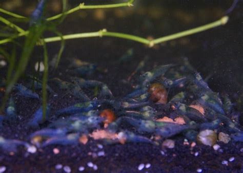 Blue Jelly Shrimp Neocaridina Davidi Livebearing Free Shipping