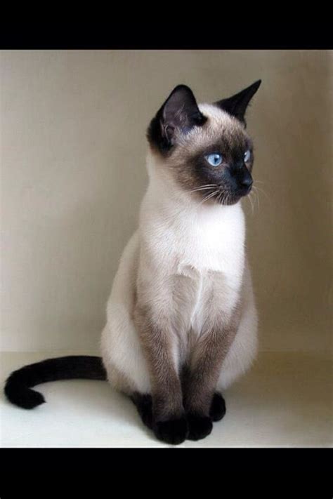 the dependent siamese cat why they need so much attention catsinfo