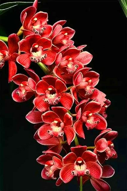 Genuine 100pcs Lot Rare Cymbidium Orchid African Cymbidiums Flores Bonsai Flower Plantas
