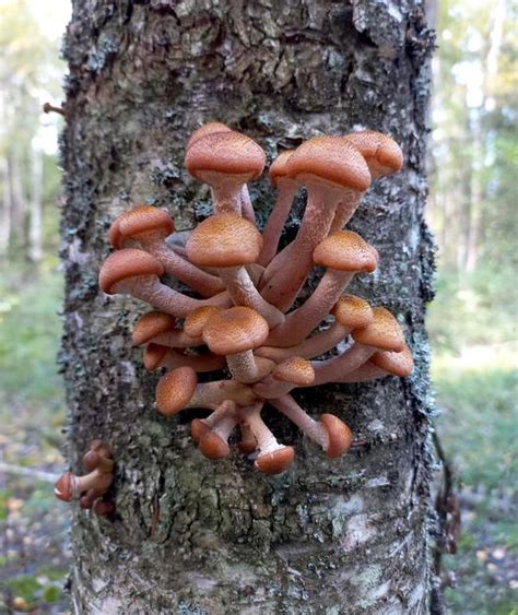 Premium Photo Honey Agaric Mushrooms Grow On A Tree In The Forest