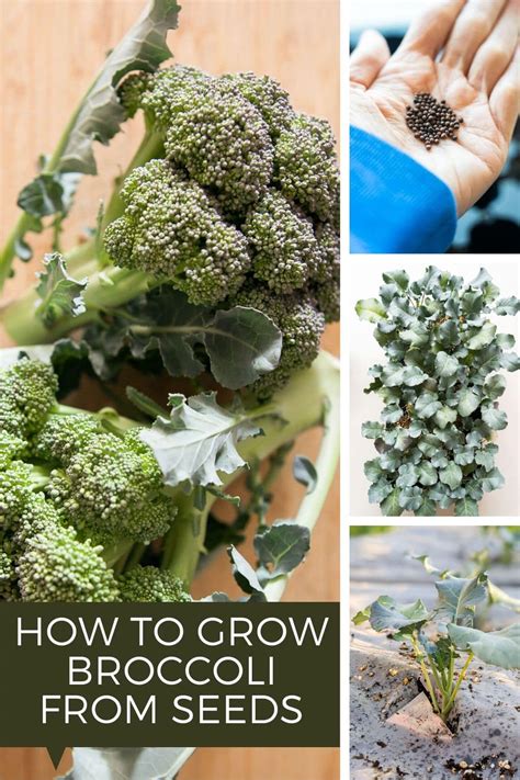 How To Grow Broccoli From Seeds Brooklyn Farm Girl