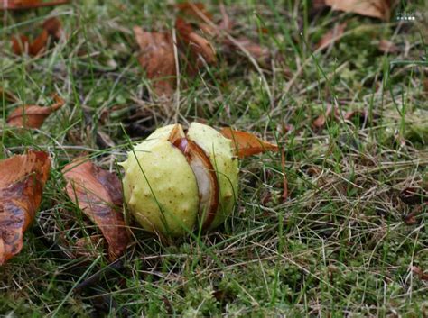 10 Weird Seeds Ive Discovered On A Fall Walk In The Park Craftaliciousme