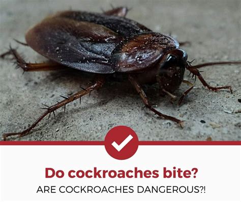 Do Cockroaches Bite Dangers Prevention And Treatment Tips Pest Strategies