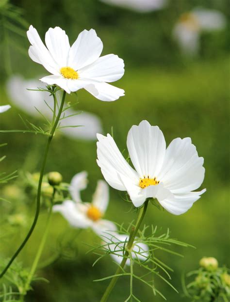 Cosmos Sowing And Caring For These Abundant Flowers