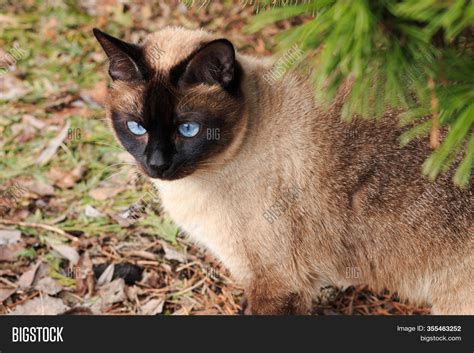 Siamese Cat Close Set Image And Photo Free Trial Bigstock