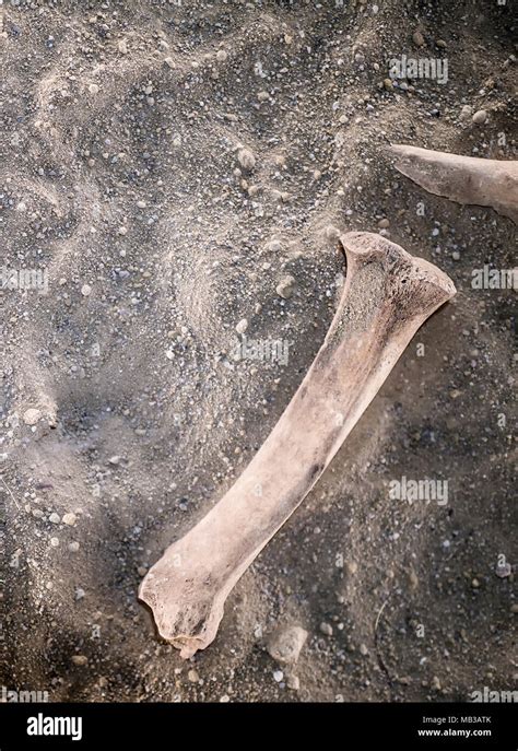 Bone Discovery Hi Res Stock Photography And Images Alamy