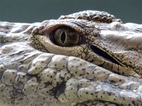 Freshwater Crocodile Portrait Showing Eye Ear And Teeth With Stream Or