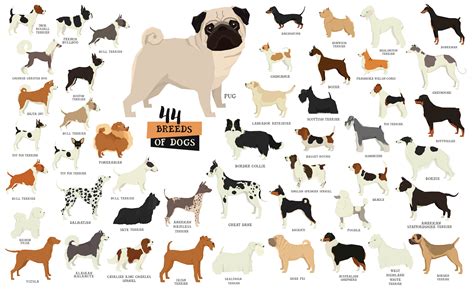 Famous Dog Breeds With Pictures Lema